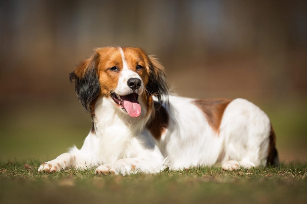 Kooikerhondje