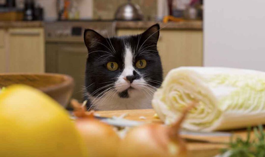 Katzenfutter selber machen: So geht’s