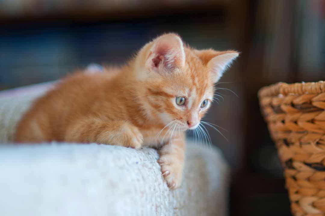 Ein rotes Kitten auf dem Bett