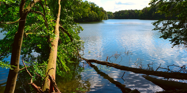 Spektakulärer Vogeltreff am Gülper See