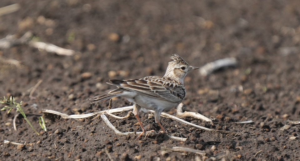 Weniger Vögel durch intensive Landwirtschaft