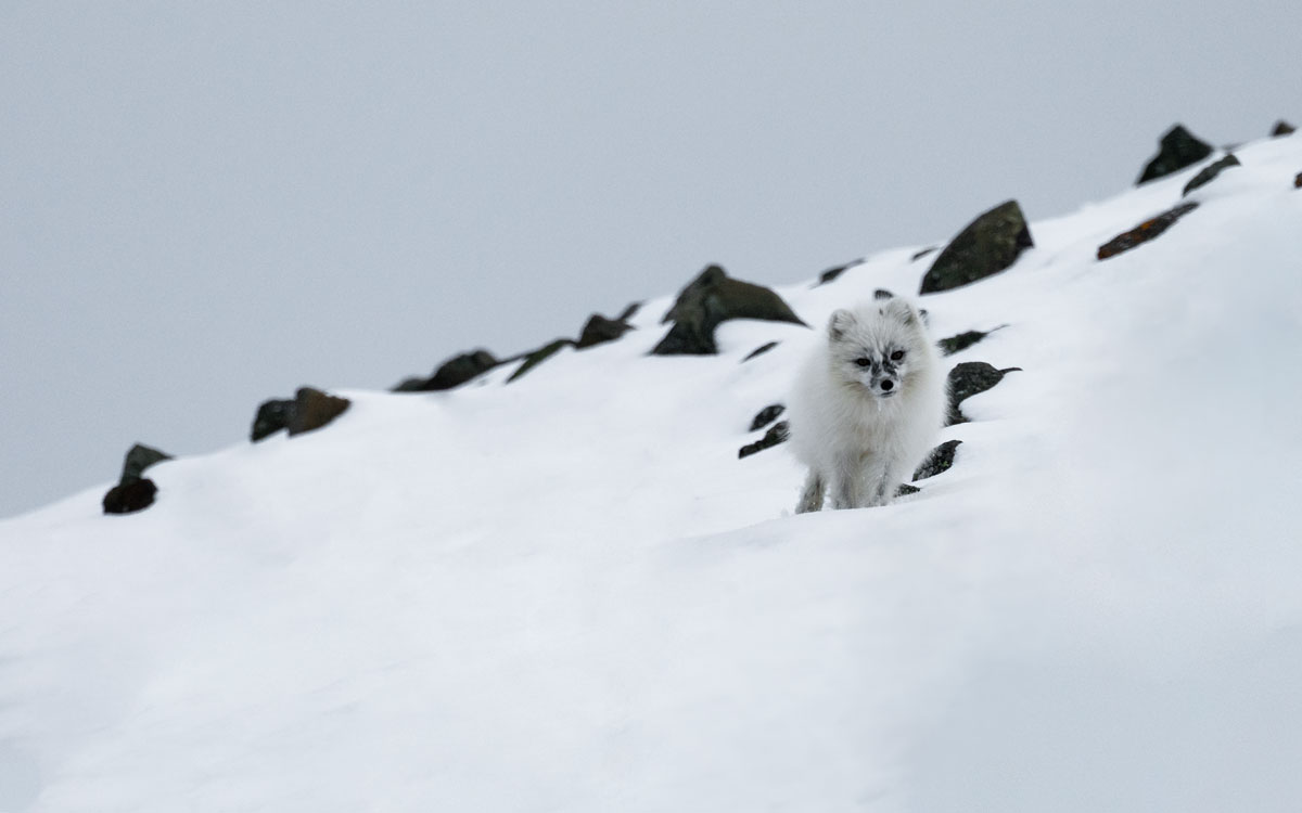 Polarfuchs in Svalbard