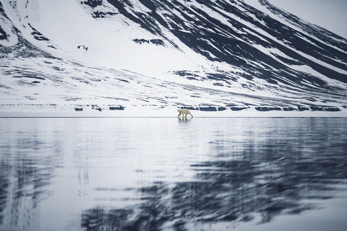 bellsund-spitzbergen-eisbaer