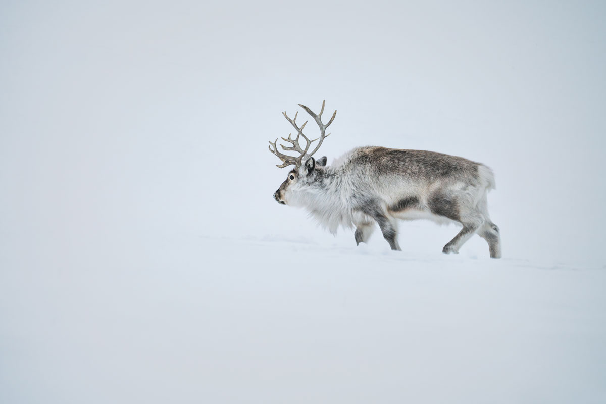 Spitzbergen Rentier Arktis