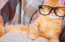 Katzen Sprüche für alle Gelegenheiten ( Foto: Shutterstock - MyraMyra )