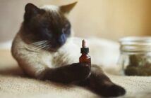 Mit CBD gegen chronische Schmerzen: Auch Katzen profitieren ( Foto: Adobe Stock - Lightcube )