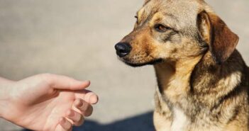 Fremde Hunde streicheln: wahre Tierfreunde fragen erst (Foto: Adobe Stock- kosobu)