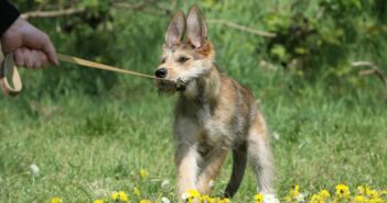 Berger de Picardie: Welpen die Freude machen ( Foto: Adobe Stock-Dogs)