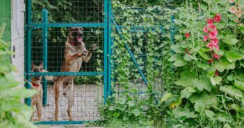 Tierheim Göttingen: Neue Wege im Tierschutz (Foto: AdobeStock - 498942658 OlgaOvcharenko)