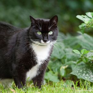 Damit Katzen unbeschadet auf Streifzug gehen können, sollten Halter im Garten einige gefährliche Stellen absichern.