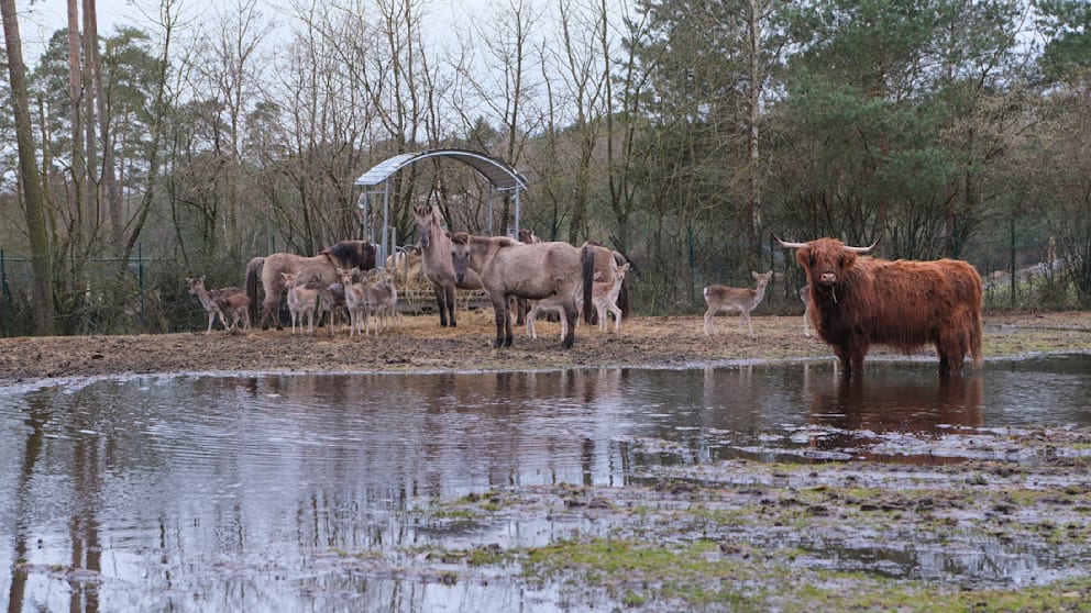 Große Teile des weitläufigen Safari-Bereichs stehen unter Wasser