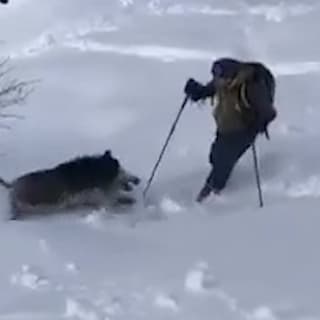 Schweinerei im Schnee: Wildsau attackiert Skifahrer