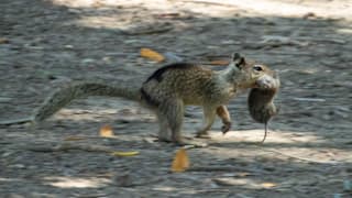 Studie findet heraus: Eichhörnchen in Kalifornien jagen Mäuse