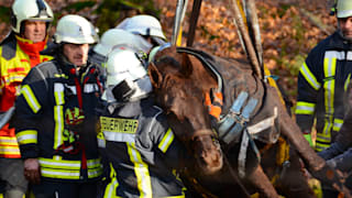 Tierdrama in Hamfelde: Feuerwehr rettet Pferde aus Morast