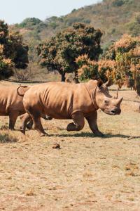 Vom Aussterben bedroht: Die Nashörner im Krüger Nationalpark in Südafrika