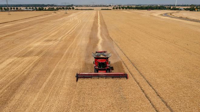 Landwirtschaft: Ein Mähdrescher erntet Gerste auf einem Feld.