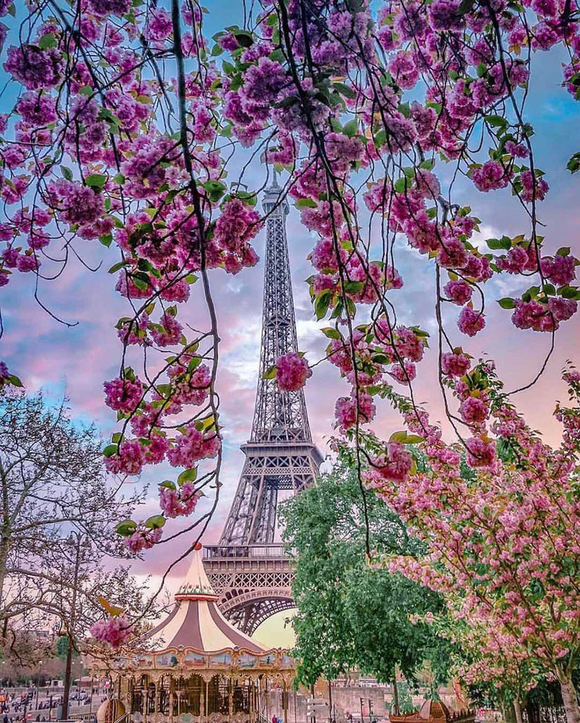 Kirschbäume in Paris Malen nach Zahlen