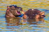 Comedy Wildlife Awards 2020: Flusspferde