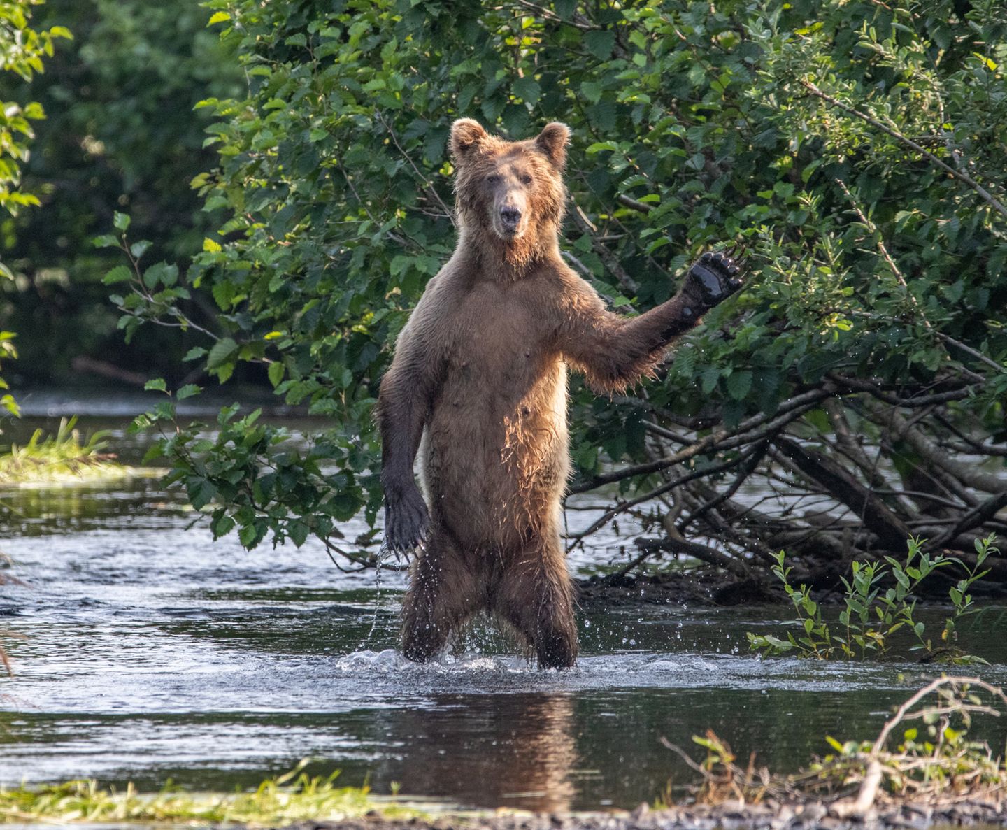 Comedy Wildlife Awards 2020: Bär