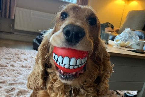 Haustier Fotowettbewerb: Hund mit Gebiss