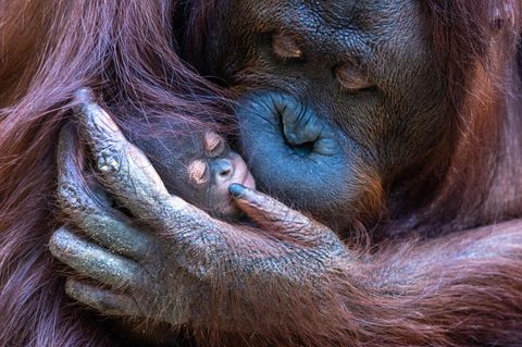 Tierbabys: Oran Utan Mutter Hsiao-Nings mit Nachwuchs