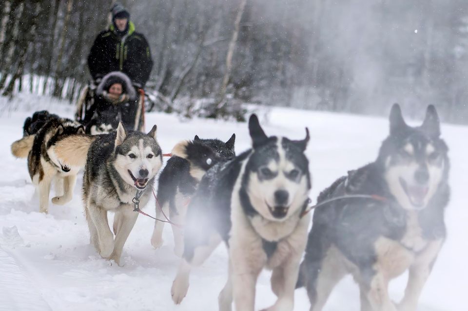 Rasant – Schlittentour mit Huskys