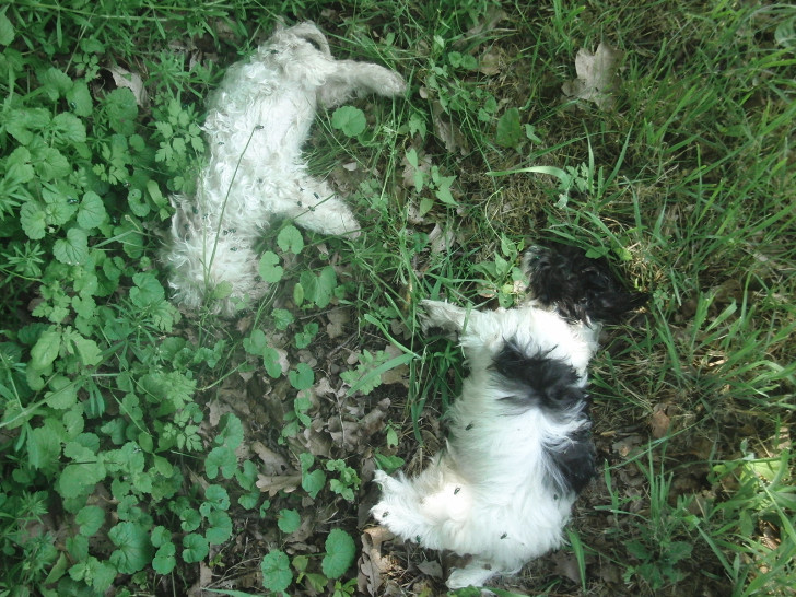 Die beiden kleinen Hunde wurden auf einem Verbindungsweg zwischen Eickenrode und Edemissen auf Höhe eines Rückhaltebeckens aufgefunden. Die Todesursache der Tiere ist bislang nicht bekannt. Die Ergebnisse der pathologischen Untersuchungen stehen noch aus. Die Polizei hat zwischenzeitlich ein Ermittlungsverfahren wegen des Verdachts auf Verstoß gegen das Tierschutzgesetz eingeleitet. Foto: Polizei Salzgitter