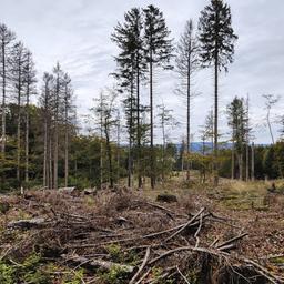 Im Nationalpark Hunsrück-Hochwald pumpen Sprudelbetriebe Wasser ab. Die Genehmigungsbehörde SGD Nord schließt mittlerweile nicht mehr aus, dass die Entnahmen sich negativ auf die Umwelt auswirken könnten. 