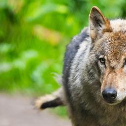 Ein Wolf läuf vor einem verschwommenen grünen Hintergrund: Nach einer Eilentscheidung des Verwaltungsgerichts Koblenz darf ein problematischer Wolf im Westerwald nicht wie geplant getötet werden. 