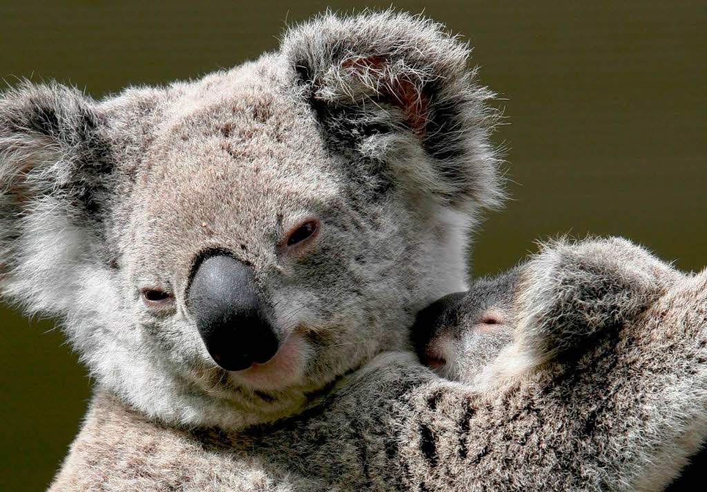 Koalas, hatten es in den letzten 100 Jahren nicht leicht.