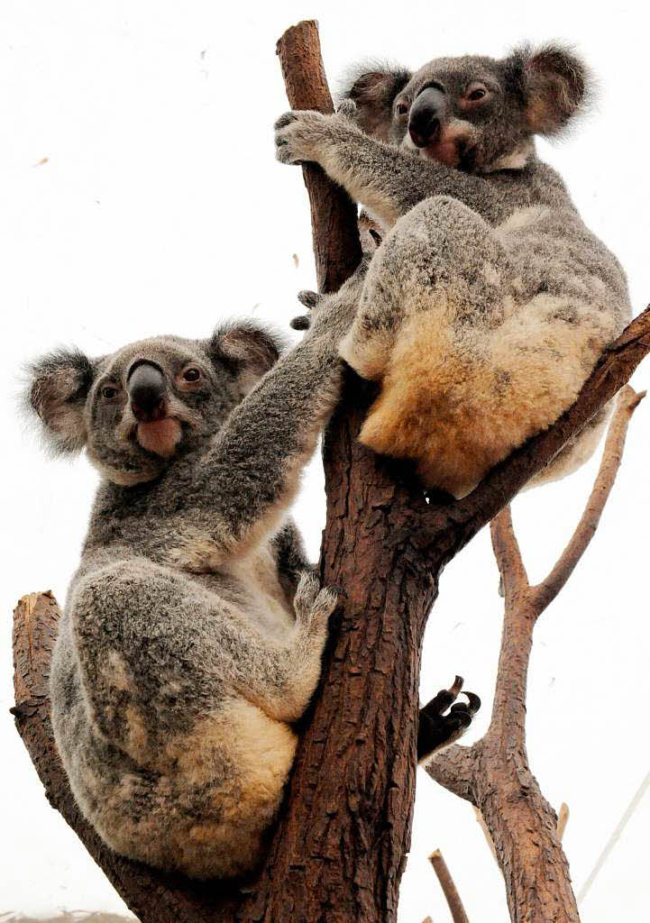 Als es noch mehrere Millionen von ihnen gab, wurden sie von Jgern gejagt. Mittlerweile fehlt dem Koala der Lebensraum, 