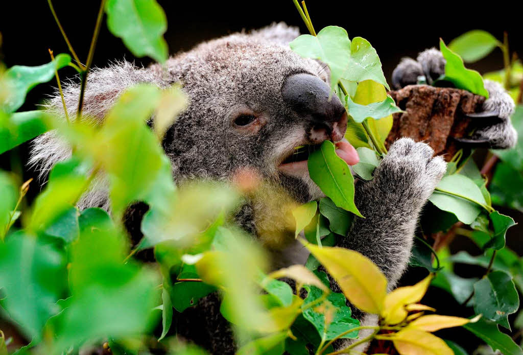 Es wurde jetzt nmlich ein Gesetz erlassen: Koalas drfen nicht mehr gejagt werden.