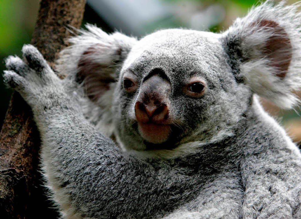 Tierschtzer finden, dass das schon lngst ntig war. Nun kann sich der Koala von den vergangen Jahren erholen. 