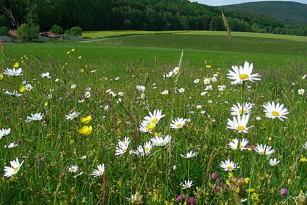 hier artenreiches Grünland mit Margeriten im Odenwald (Foto: Inge Steidl)