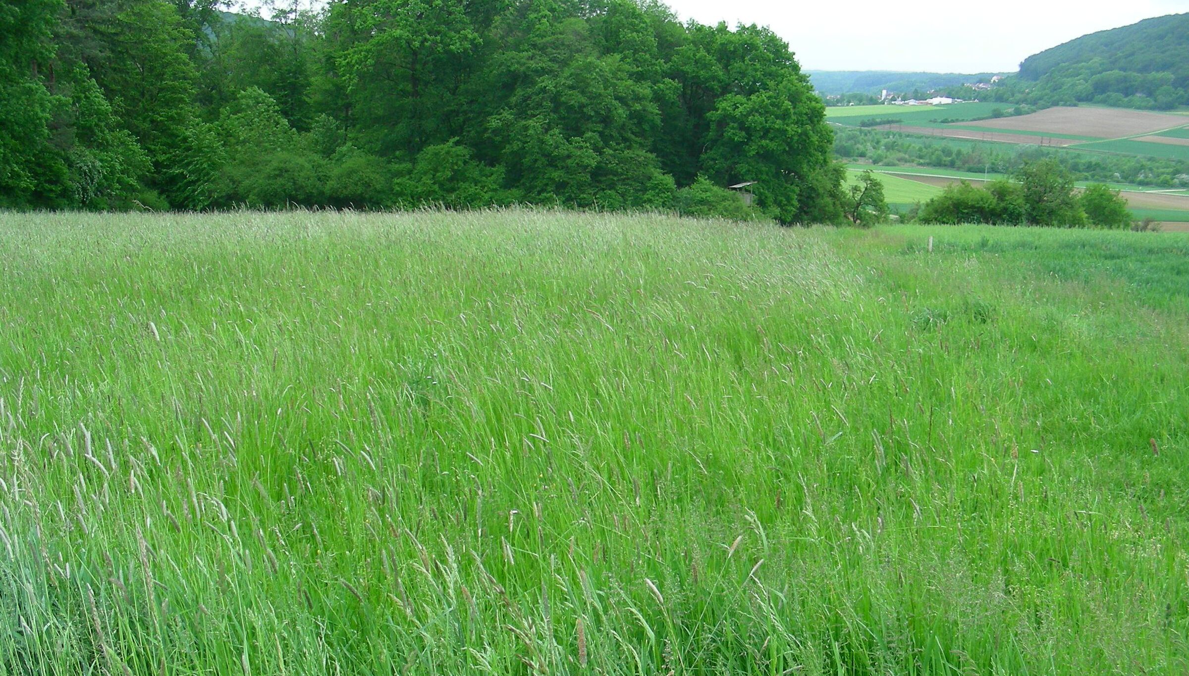 Eine artenarme Wiese ohne Wildblumen- oder kräuter. Grünlandschutz heißt auch, das bestehende Wiesen und Weiden weniger intensiv genutzt werden. (Foto: Inge Steidl)