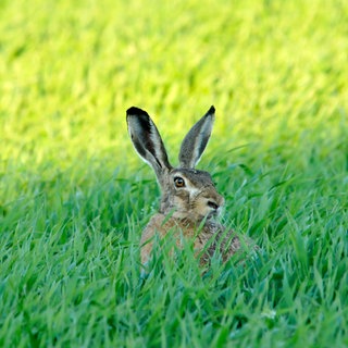 Feldhase, Hase