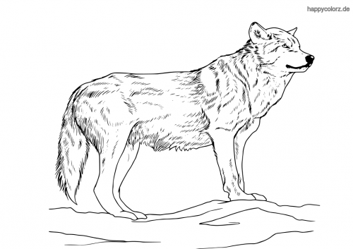 Wolf Malvorlage