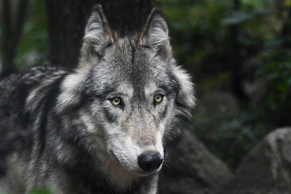 Der Wolf in Rheinland-Pfalz