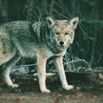 Wolf-Alarm in Stuttgart: Hund fällt zum Opfer