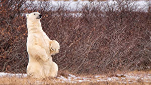 Hintergrundbilder Ein Bär Eisbär Sitzend