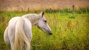 Hintergrundbilder Pferd Weiß Hinten Schwanz Tiere