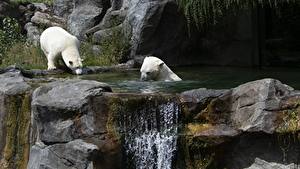 Fotos Stein Wasserfall Ein Bär Eisbär Wien Österreich Zwei