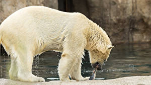 Bilder Ein Bär Eisbär