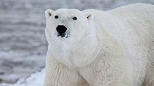 Bilder Hautnah Bären Eisbär Schnauze Starren