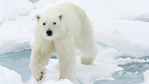 Hintergrundbilder Bären Eisbär Tiere