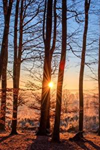 Hintergrundbilder Morgendämmerung und Sonnenuntergang Wald Herbst Sonne Bäume Lichtstrahl