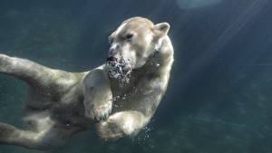 Hintergrundbilder Ein Bär Eisbär Wasser Unterwasserwelt Schwimmt