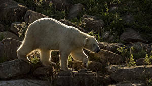 Hintergrundbilder Bären Eisbär Steine