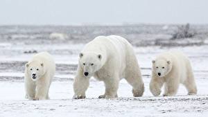 Bilder Ein Bär Eisbär Drei 3