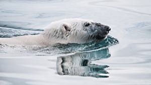 Hintergrundbilder Ein Bär Eisbär Wasser Schwimmen Kopf